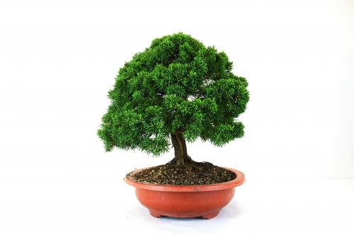 Bonsai Juniperus Kishu