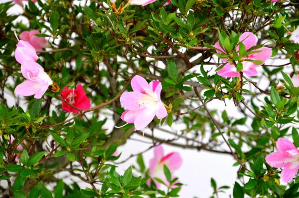 Bonsai Satsuki Azalea Japonica