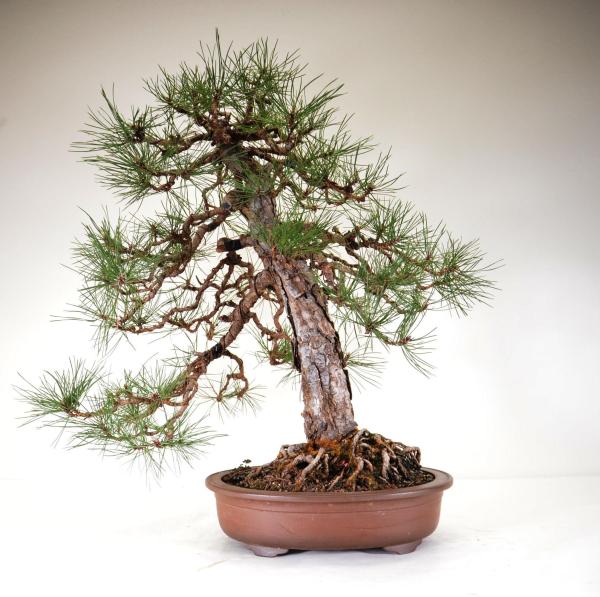 Bonsai Pinus nigra