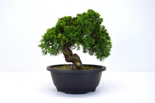 Bonsai Juniperus Itoigawa