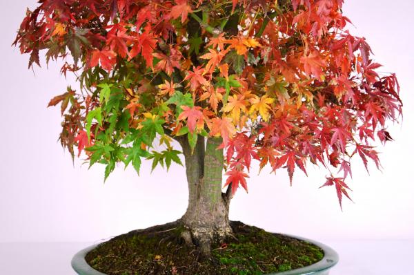 Bonsai Acer palmatum 14