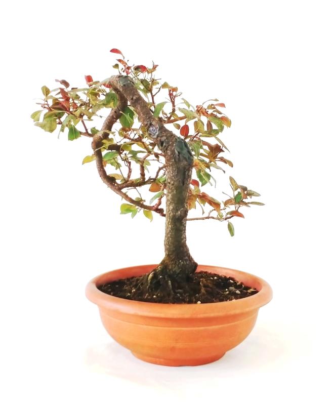 Bonsai Prunus Cerasifera Pissardi