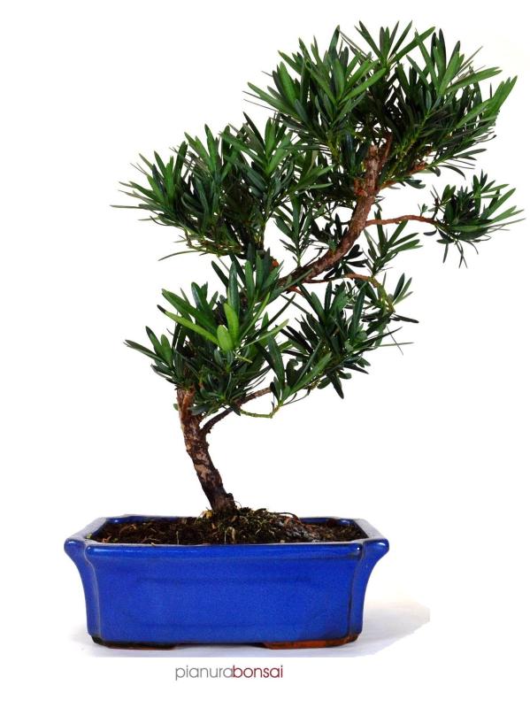 Bonsai Podocarpus vaso 20cm esse