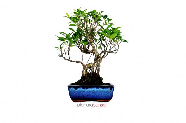 Bonsai Ficus retusa