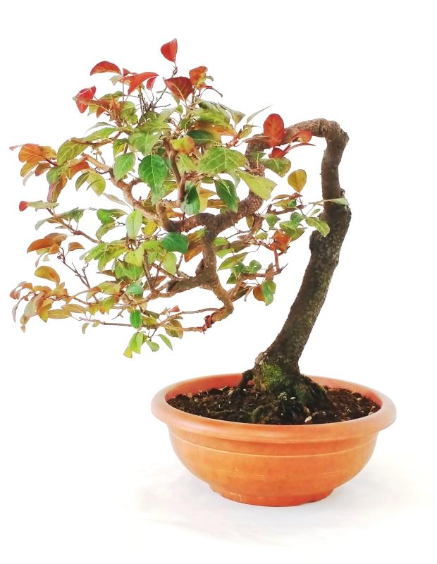 Bonsai Prunus Cerasifera Pissardi