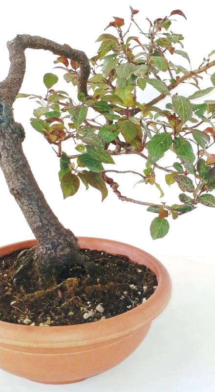 Bonsai Prunus Cerasifera Pissardi