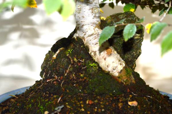 Bonsai Ulmus (Olmo)