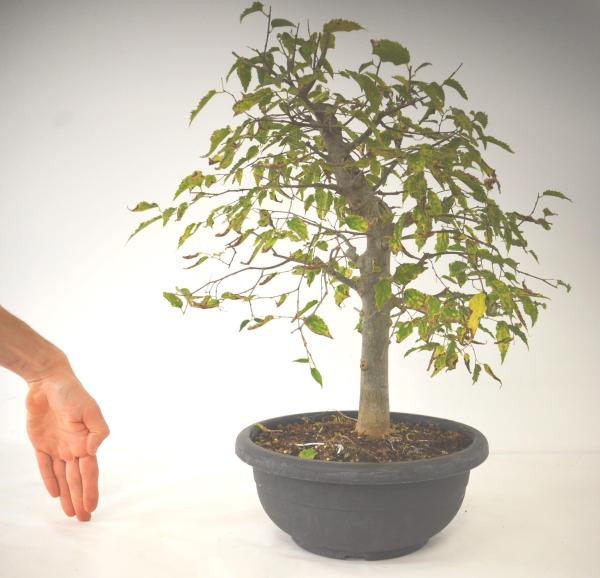 Bonsai Celtis australis