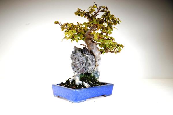 Bonsai Acer buergerianum