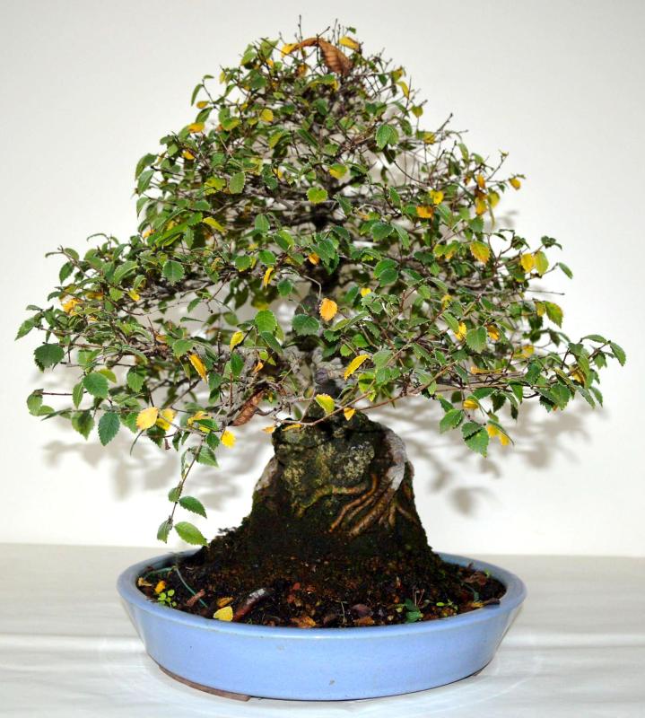 Bonsai Ulmus (Olmo)