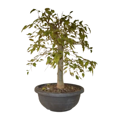 Bonsai Celtis australis