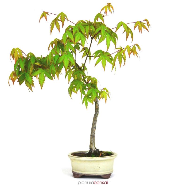 Bonsai Acer palmatum