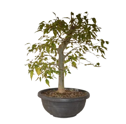 Bonsai Celtis australis