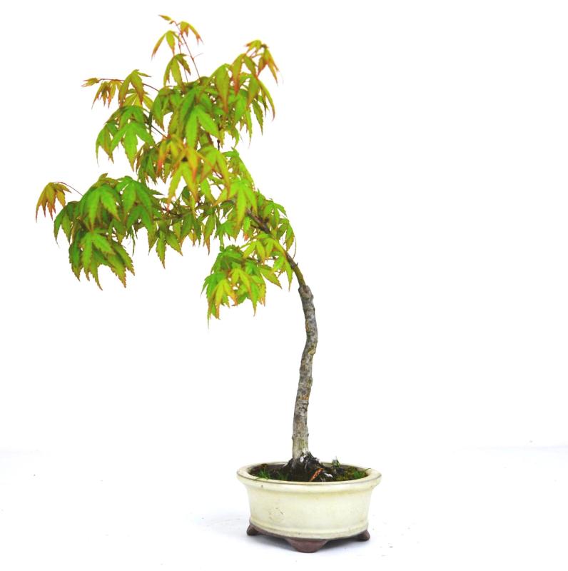 Bonsai Acer palmatum