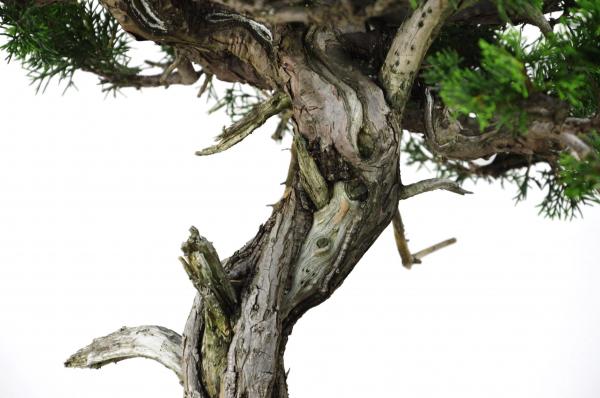 Bonsai Juniperus Itoigawa