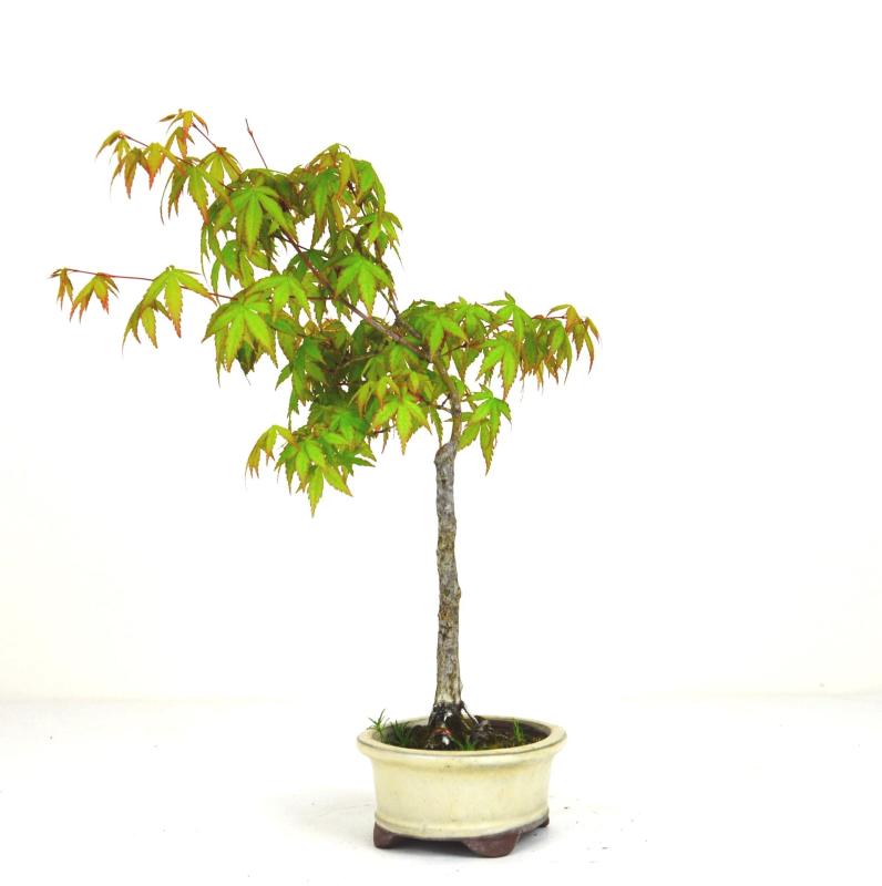 Bonsai Acer palmatum