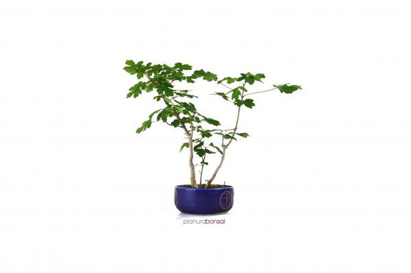 Bonsai Acer campestre