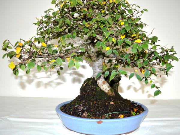 Bonsai Ulmus (Olmo)