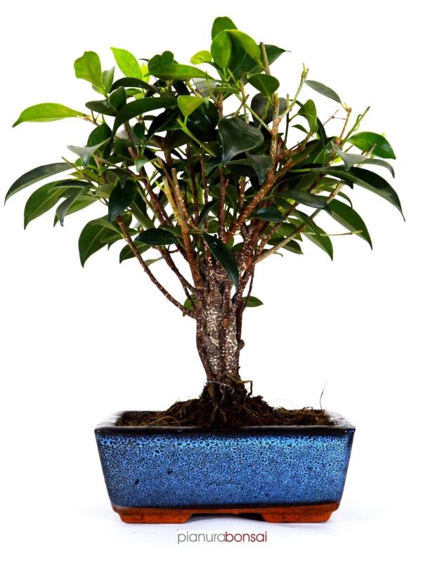 Bonsai Ficus retusa vaso 25cm ball