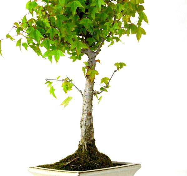 Bonsai Acer buergerianum