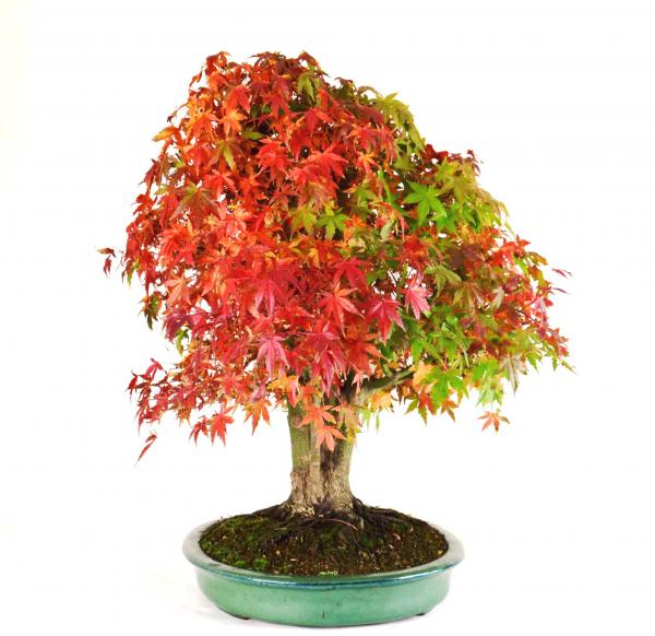 Bonsai Acer palmatum 3