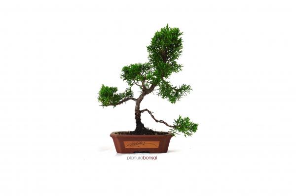 Bonsai Juniperus chinensis