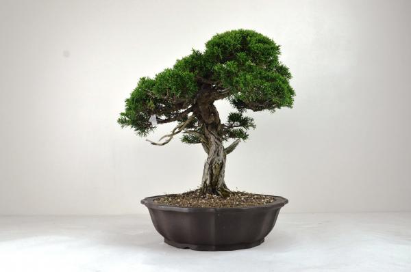Bonsai Juniperus Itoigawa