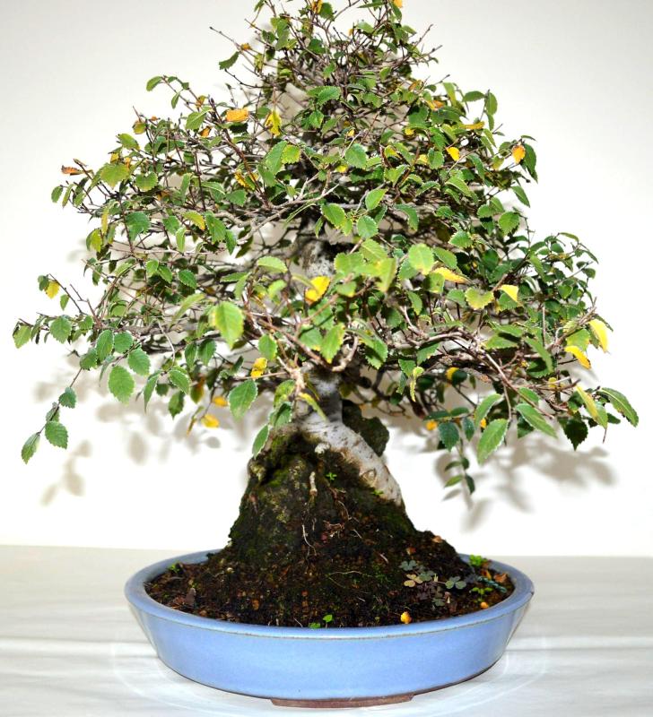 Bonsai Ulmus (Olmo)