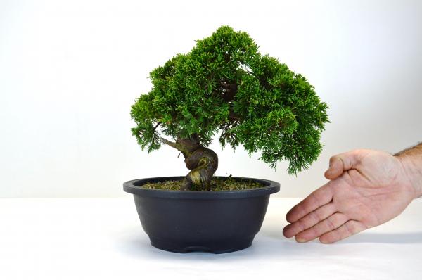 Bonsai Juniperus Itoigawa