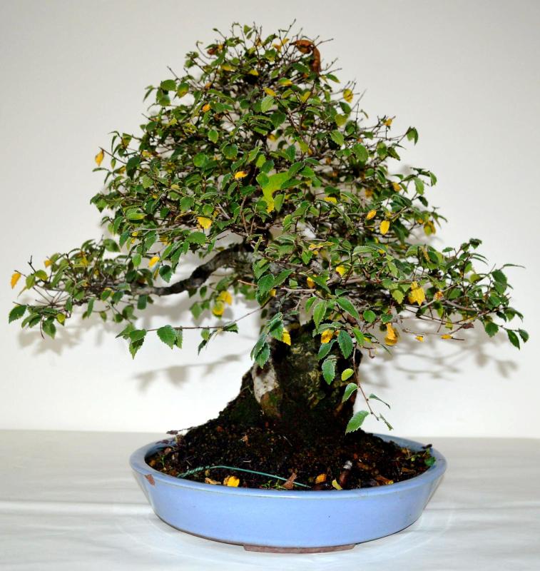 Bonsai Ulmus (Olmo)