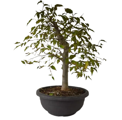 Bonsai Celtis australis