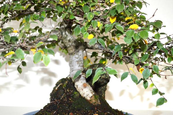 Bonsai Ulmus (Olmo)