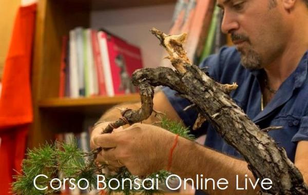 Corso Bonsai Online Live Individuale