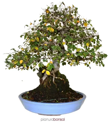 Bonsai Ulmus (Olmo)