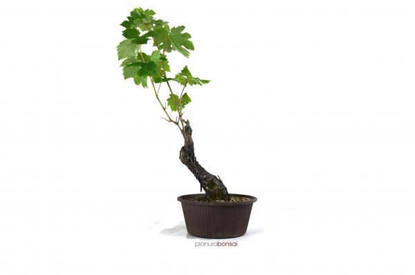 Bonsai Vite