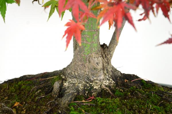 Bonsai Acer palmatum 13