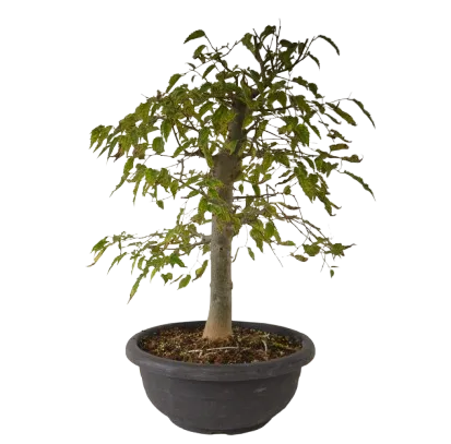 Bonsai Celtis australis