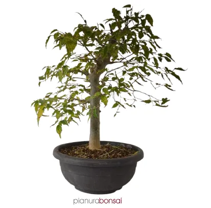 Bonsai Celtis australis