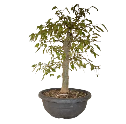 Bonsai Celtis australis