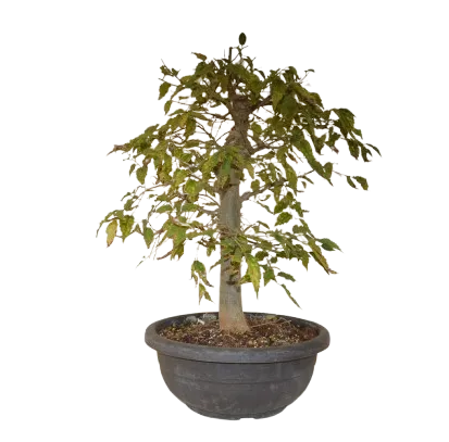 Bonsai Celtis australis