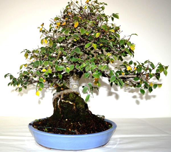 Bonsai Ulmus (Olmo)