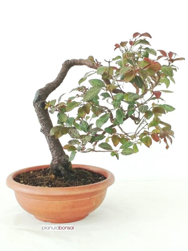 Bonsai Prunus Cerasifera Pissardi