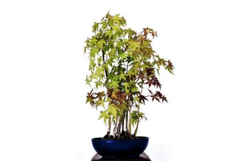 Bonsai Acer palmatum