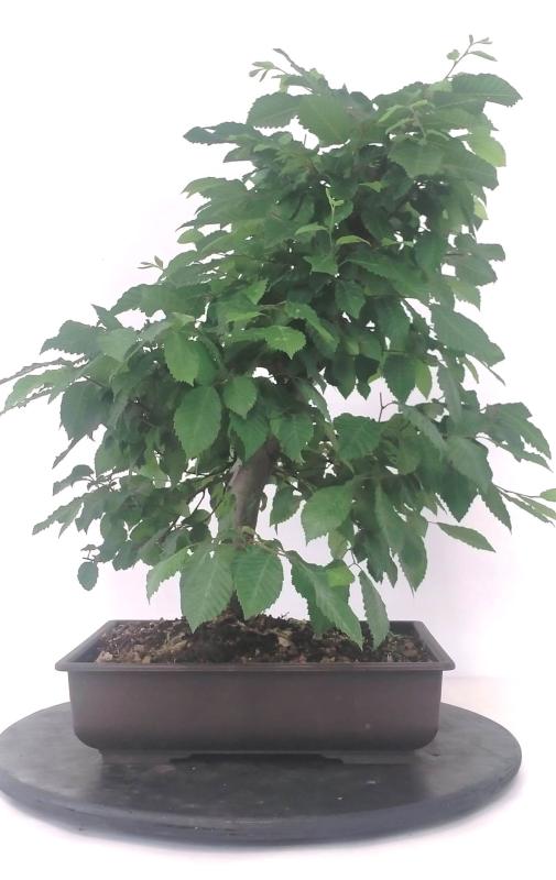 Bonsai Carpinus betulus