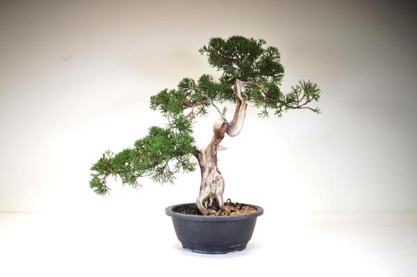 Bonsai Juniperus kishu