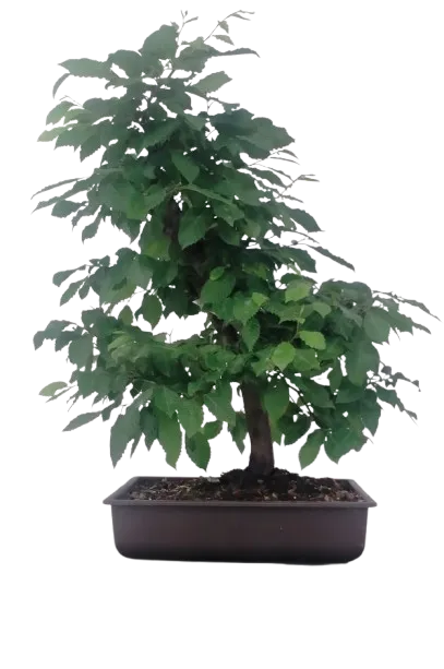 Bonsai Carpinus betulus