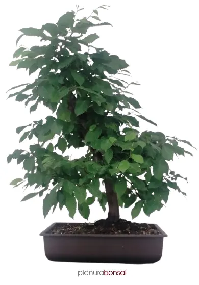 Bonsai Carpinus betulus