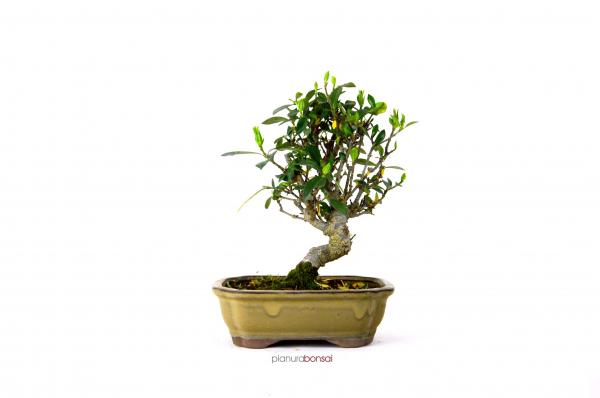 Bonsai Gardenia jasminoides