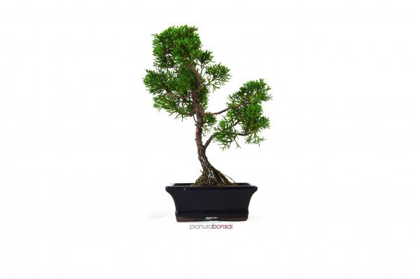 Bonsai Juniperus chinensis