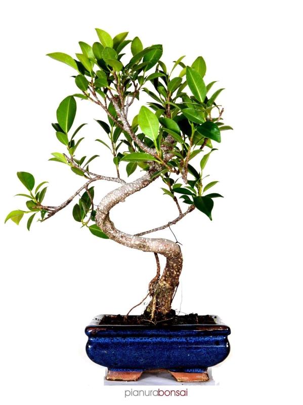 Bonsai Ficus retusa vaso 15cm esse
